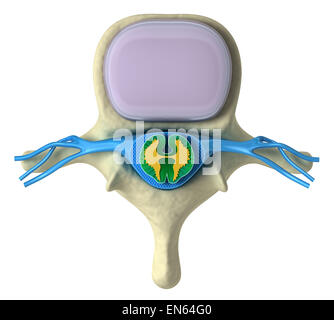 Colonna vertebrale umana nei dettagli: Vertebra, midollo osseo, disco e nervi Foto Stock