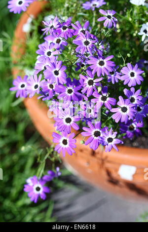 Viola Cineraria in una pentola Foto Stock