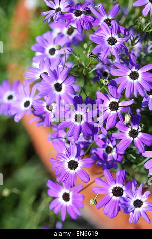 Viola Cineraria in una pentola Foto Stock