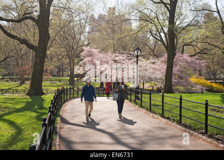 Giovane a piedi attraverso il parco centrale, con molla blossom in background, NYC, STATI UNITI D'AMERICA Foto Stock