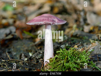 Lilac cofano (mycena pura), saprobic fungo leggermente velenosi, Svizzera Foto Stock