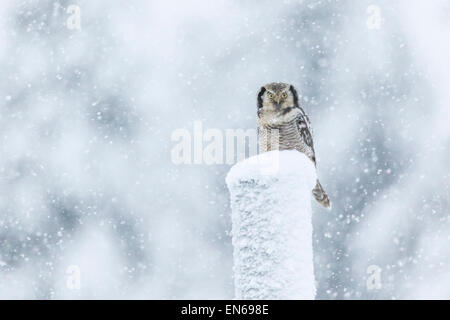 Northern Hawk-Owl, surnia ulula, seduto su un palo telefonico in tempesta di neve, guardando nella fotocamera, Gällivare, Swden, lapla svedese Foto Stock