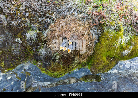 Quattro Juvenie bianco-throated dipper, Cinclus cinclus nel nido con becchi aperto cercando mammy per la loro alimentazione Foto Stock