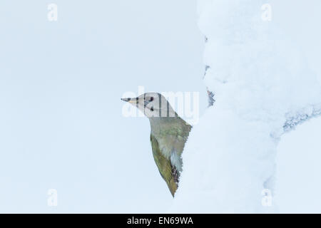 Picchio cenerino, Picus canus, seduto sul vecchio albero con neve, Gälivare svezia Foto Stock