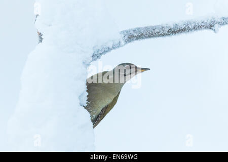 Picchio cenerino, Picus canus, seduto sul vecchio albero con neve, Gälivare svezia Foto Stock