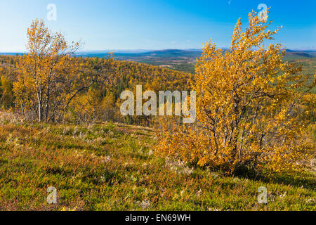 Vista dal Monte Dundret oltre svedese zona di montagna di Kiruna nella stagione autunnale nel mese di settembre e la betulla in giallo atumn colori in f Foto Stock