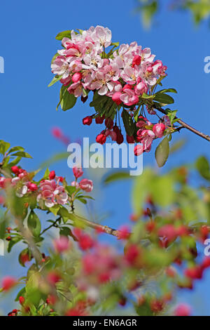 Rosa e Bianco primavera la fioritura dei ciliegi nel Wiltshire Foto Stock