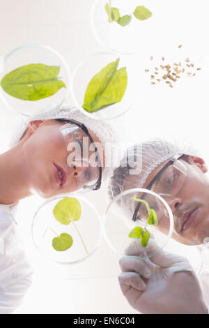 Gli scienziati esaminando le foglie in capsula di petri Foto Stock