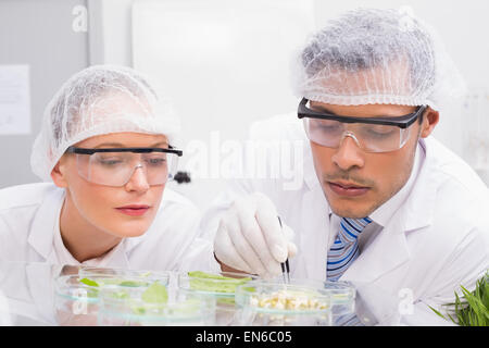 Gli scienziati esaminando le foglie in capsula di petri Foto Stock