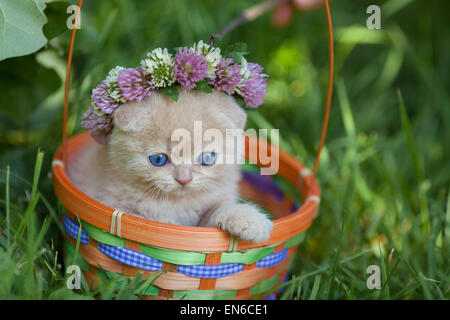 Carino gattino coronato con ciondolo in un cestello Foto Stock