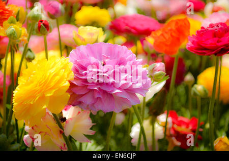 Un campo di variopinti coltivati Buttercup (Ranunculus) Fiori per esportazione verso l'Europa. Fotografato in Israele Negev settentrionale Foto Stock