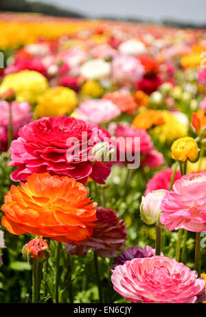 Un campo di coltivati multicolore Buttercup (Ranunculus) Fiori per esportazione verso l'Europa. Fotografato in Israele Negev settentrionale Foto Stock