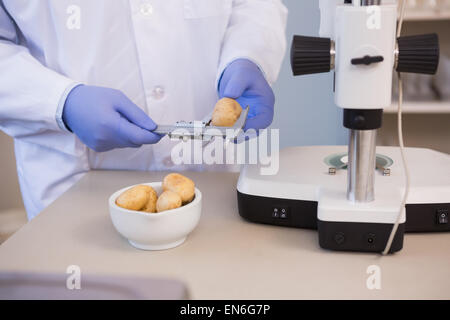 Scienziato di patate di misurazione Foto Stock