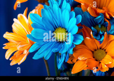Bouquet di molto vivacemente colorato margherite contro sfondo blu Foto Stock