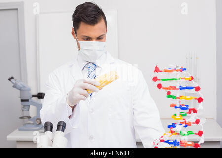 Scienziato facendo una sperimentazione sul mais Foto Stock