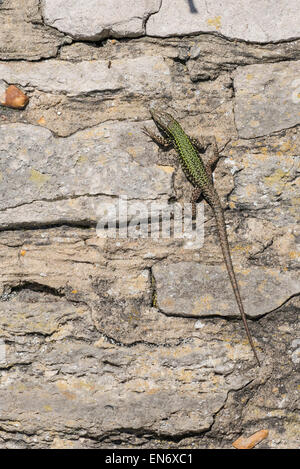 Lucertola muraiola (Podarcis muralis). Maschio adulto crogiolarvi al sole su una parete. La specie è introdotto per parti del Regno Unito. Foto Stock