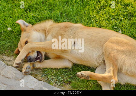 Sleepy Dog con arancio rossastro fur giacente in erba Foto Stock