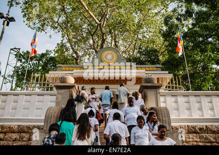 Sri Maha Bodhi, un importante religiosa buddista, sito in Anuradhapura, Sri Lanka. Foto Stock