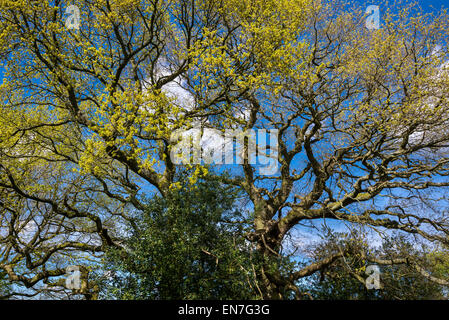 Rovere inglese proveniente in foglia su una soleggiata giornata di primavera in th campagna inglese. Foto Stock