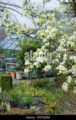 Pyrus calleryana chanticleer albero in fiore in primavera. Regno Unito Foto Stock