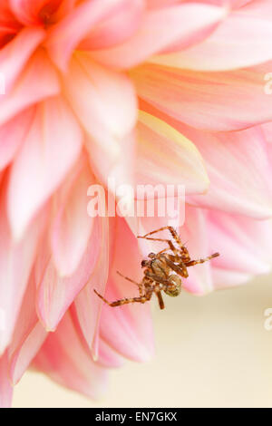 Giardino orb spider su una rosa pallido Fiore Dahlia testa Foto Stock