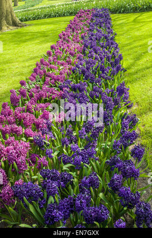 Giacinti meraviglioso in viola e rosa Foto Stock