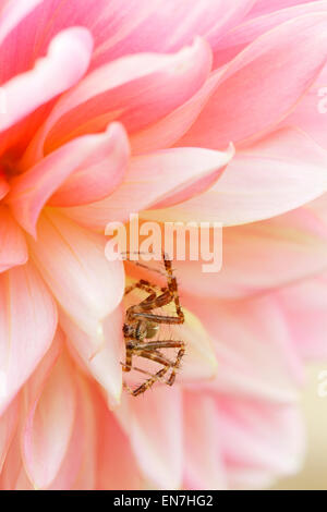 Giardino spider su una rosa pallido Fiore Dahlia testa Foto Stock