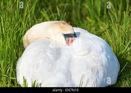 Cigno chi dorme in erba Foto Stock