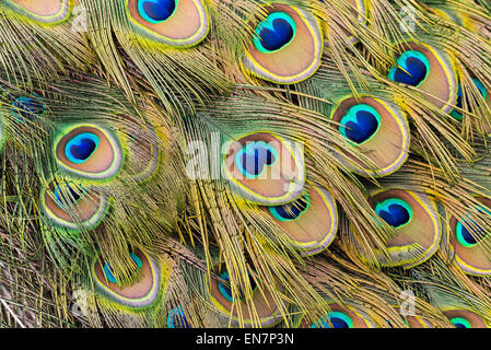 Una chiusura del eyespots sulla coda di piume di un pavone maschio. Foto Stock