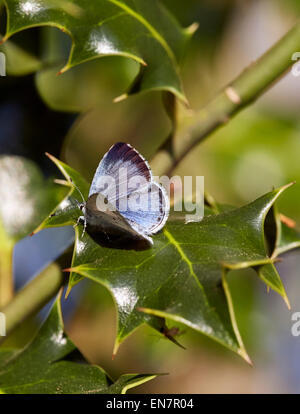 Holly Blue Butterfly poggiante su holly foglia. Hurst Prati, West Molesey Surrey, Inghilterra. Foto Stock