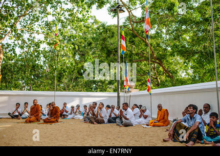 Sri Maha Bodhi, un importante religiosa buddista, sito in Anuradhapura, Sri Lanka. Foto Stock