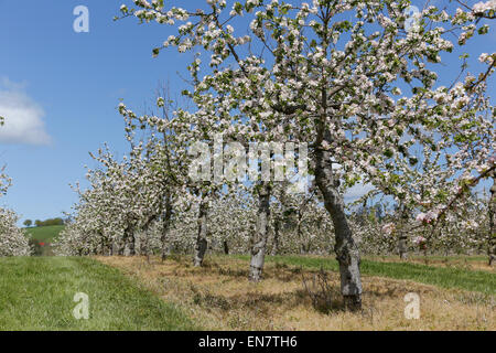 West Bradley, Somerset, Regno Unito. 29 Aprile 2015.UK Meteo: Apple Blossom a West Bradley Credito: Wayne Farrell/Alamy Live News Foto Stock