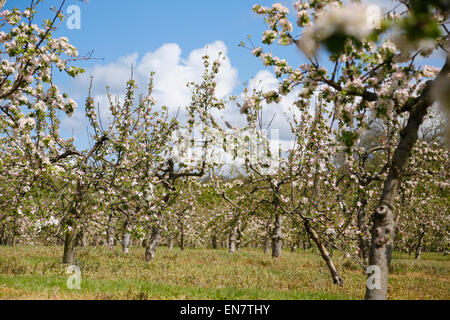 West Bradley, Somerset, Regno Unito. 29 Aprile 2015.UK Meteo: Apple Blossom a West Bradley Credito: Wayne Farrell/Alamy Live News Foto Stock