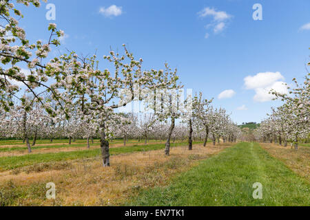 West Bradley, Somerset, Regno Unito. 29 Aprile 2015.UK Meteo: Apple Blossom a West Bradley Credito: Wayne Farrell/Alamy Live News Foto Stock