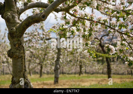 West Bradley, Somerset, Regno Unito. 29 Aprile 2015.UK Meteo: Apple Blossom a West Bradley Credito: Wayne Farrell/Alamy Live News Foto Stock