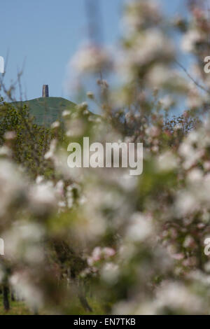 West Bradley, Somerset, Regno Unito. 29 Aprile 2015.UK Meteo: Apple Blossom a West Bradley Credito: Wayne Farrell/Alamy Live News Foto Stock