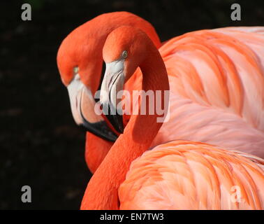 Doppio ritratto di due americani o dei Caraibi fenicotteri (Phoenicopterus ruber), primo piano della testa Foto Stock