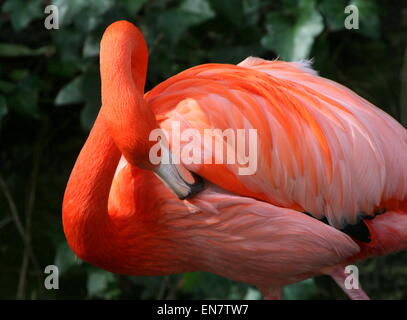 Americana o dei Caraibi flamingo ( Phoenicopterus ruber), primo piano della testa Foto Stock