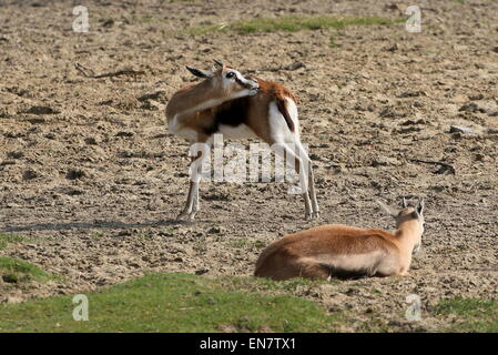 East African Thomson gazzelle (Eudorcas thomsonii, Gazella thomsoni) Foto Stock