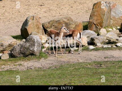 Due East African Thomson gazzelle (Eudorcas thomsonii, Gazella thomsoni) Foto Stock