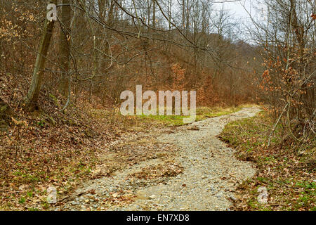 Paesaggio con letto di un essiccato fino fiume attraverso il bosco in una giornata nuvolosa Foto Stock