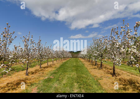 West Bradley, Somerset, Regno Unito. 29 Aprile 2015.UK Meteo: Apple Blossom a West Bradley Credito: Wayne Farrell/Alamy Live News Foto Stock