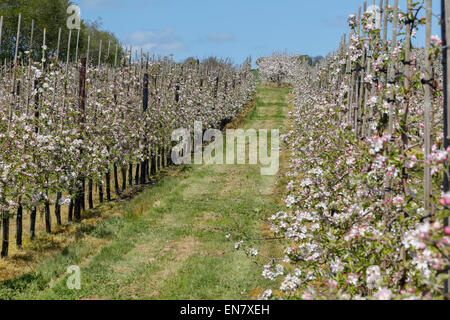 West Bradley, Somerset, Regno Unito. 29 Aprile 2015.UK Meteo: Apple Blossom a West Bradley Credito: Wayne Farrell/Alamy Live News Foto Stock