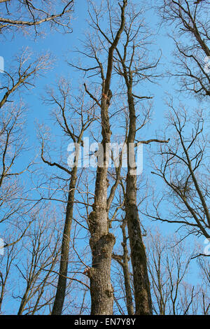 Albero di quercia rami contro il cielo blu in una giornata di primavera Foto Stock
