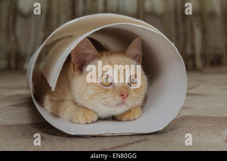 Cucciolo rosso seduto in un tubo di cartone bianco Foto Stock