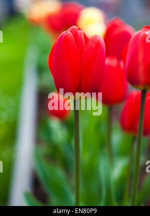 Bella rossa di tulipani nel giardino Foto Stock