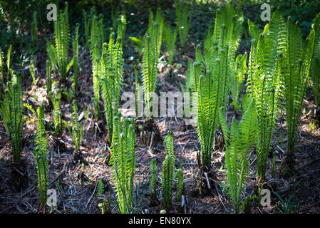 Matteuccia struthiopteris (Felce penna) provenienti in crescita a Sheffield Botanical gardens. Foto Stock