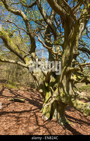 Vecchio faggio con solido tronco e rami di grandi dimensioni. Le ombre proiettate dalla forte luce del sole di primavera. Foto Stock