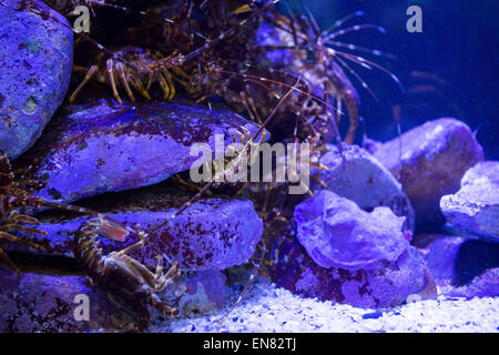 Gamberi nascosti in pietre in un serbatoio Foto Stock