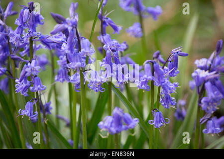 Grumi di wild inglese bluebells crescendo in un bosco di Bentley, vicino a Atherstone, North Warwickshire. Foto Stock